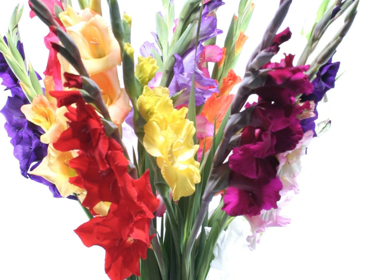 Букет "гладиолусы и зелень"