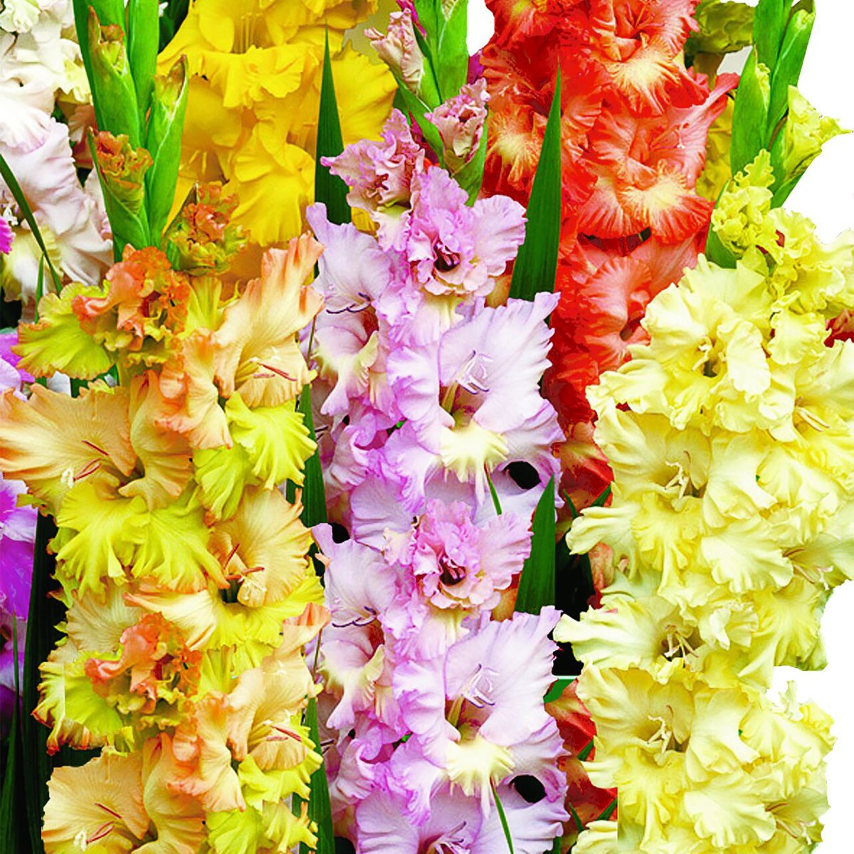 КОЛОРЛАЙН Гладиолус Триумф микс