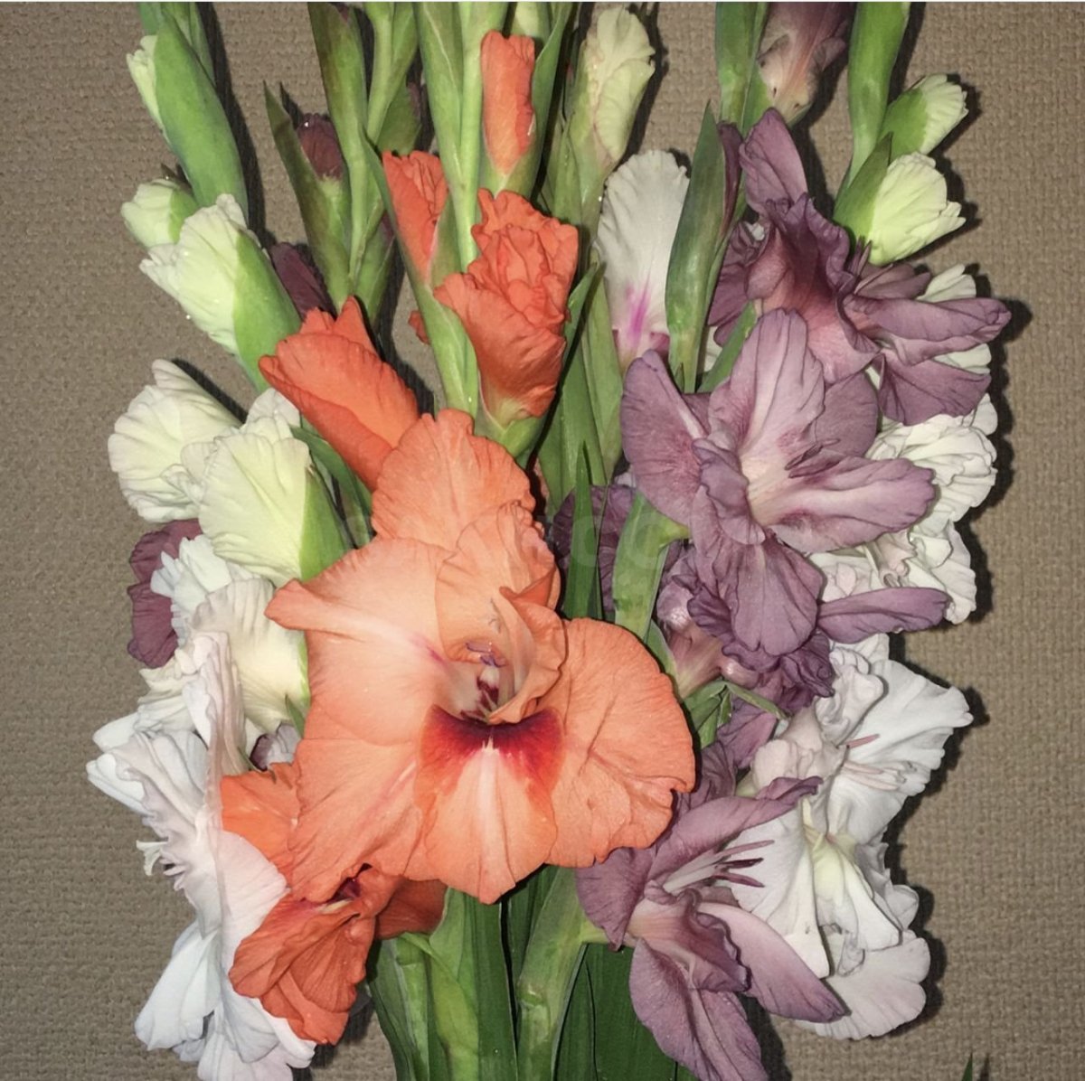 Гладиолус Innuendo