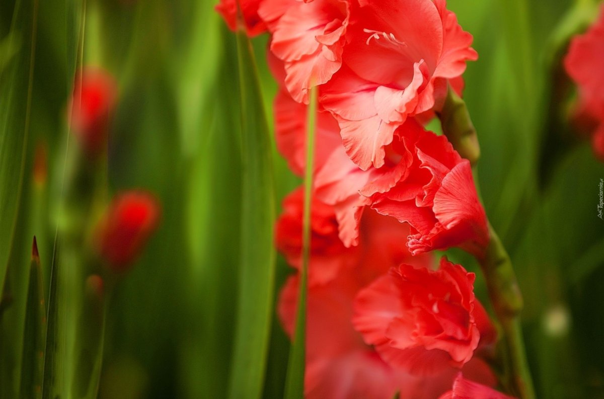 Шпажник красный