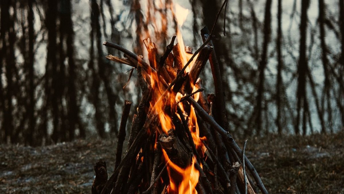 Лес костер HD