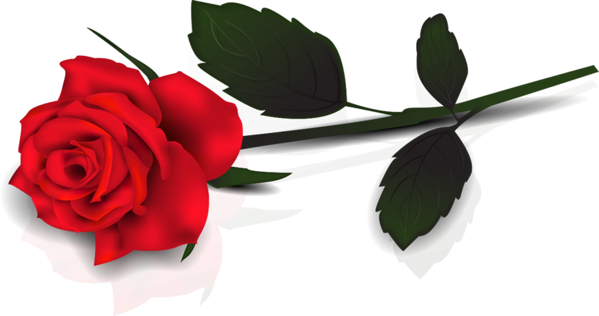 Розы на прозрачном фоне