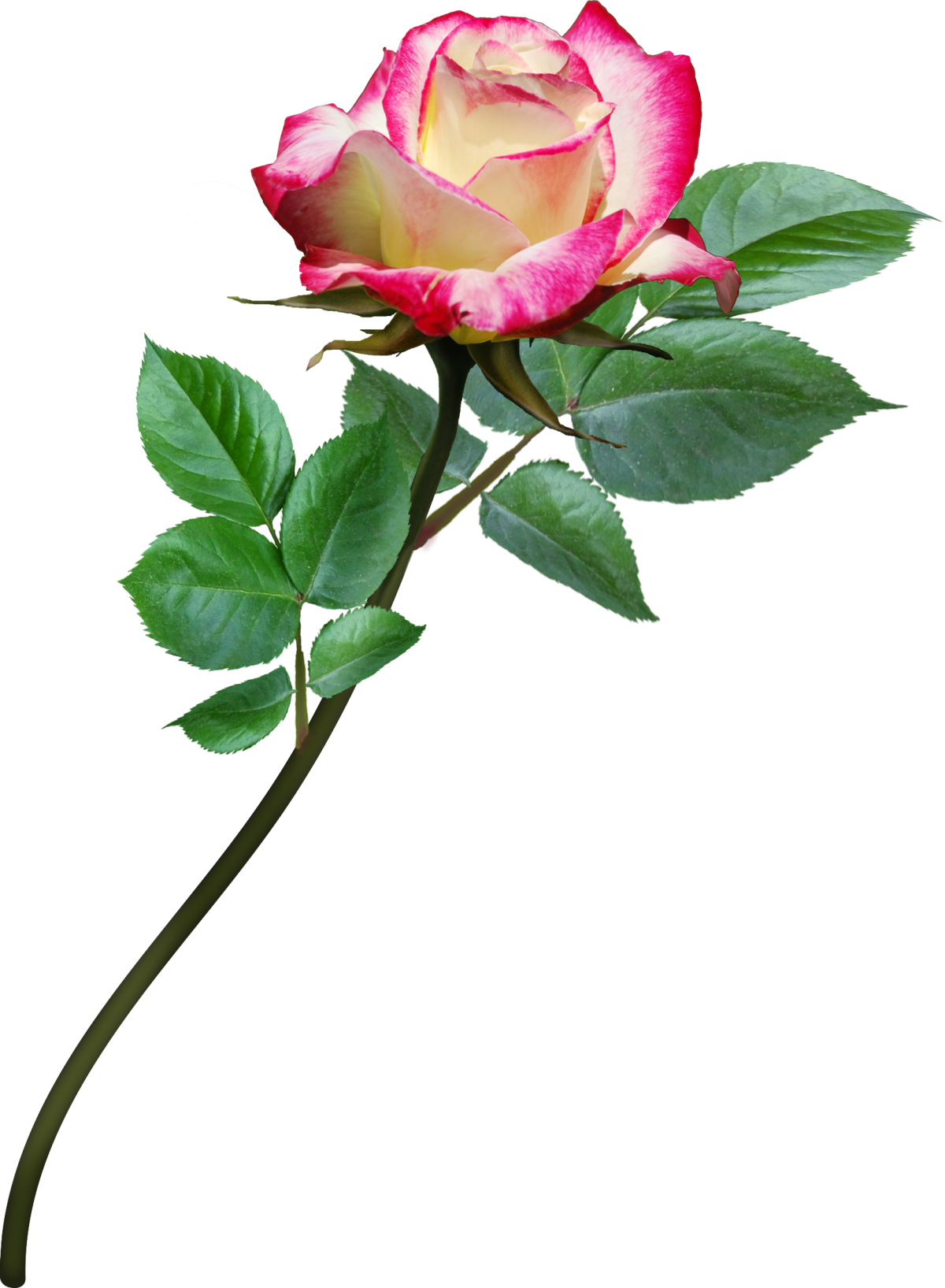 Роза андерковер