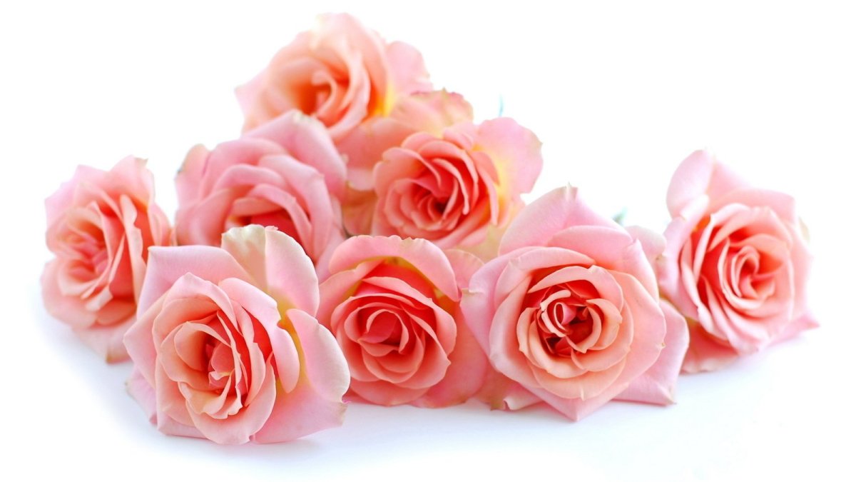 Цветы на белом фоне