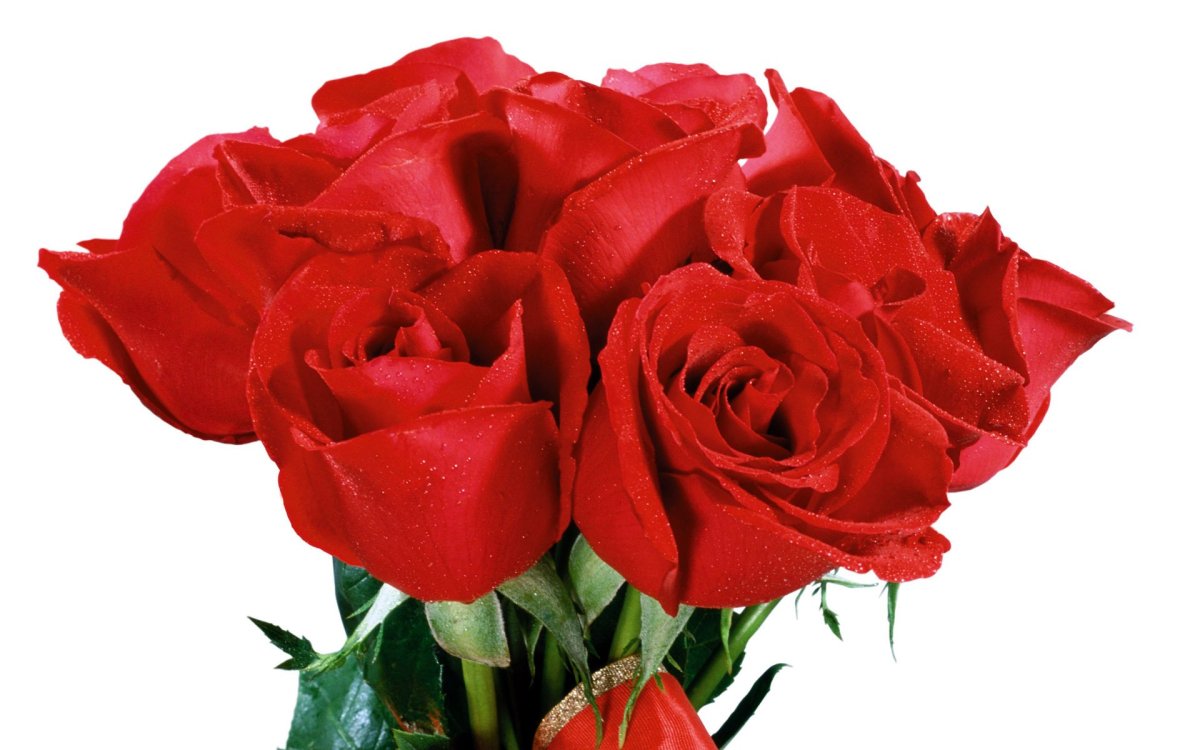 Цветы розы на белом фоне