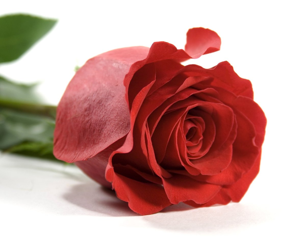 Картинка роза цветок на белом фоне