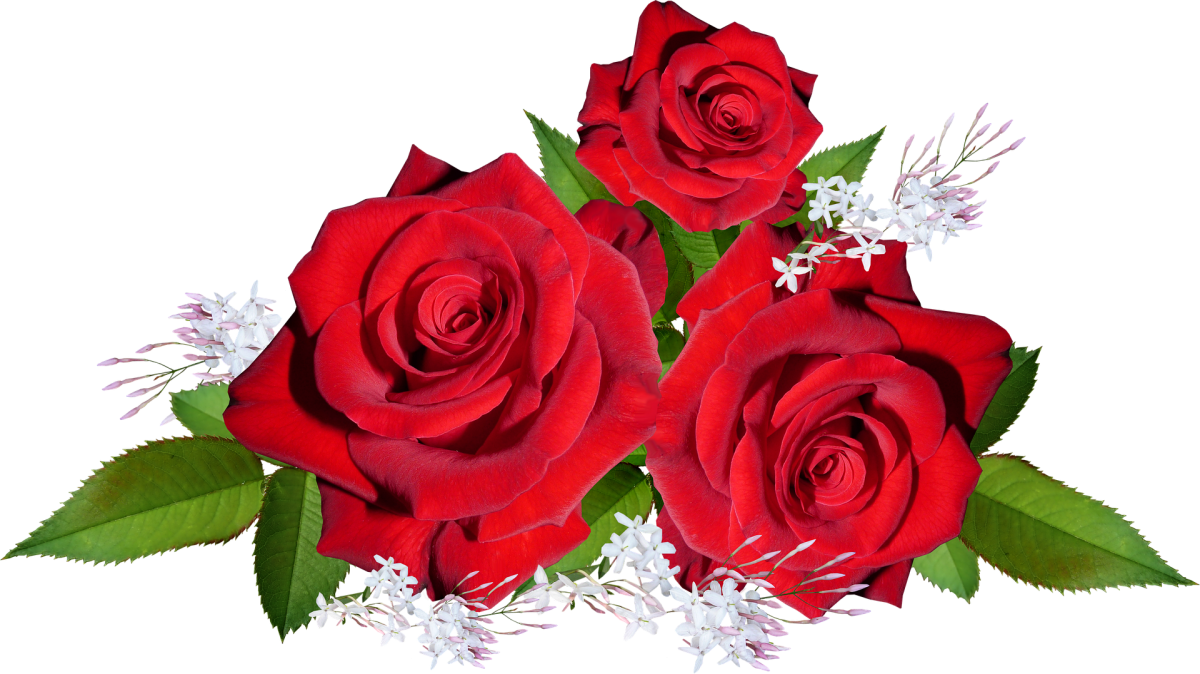 Красные розы на прозрачном фоне