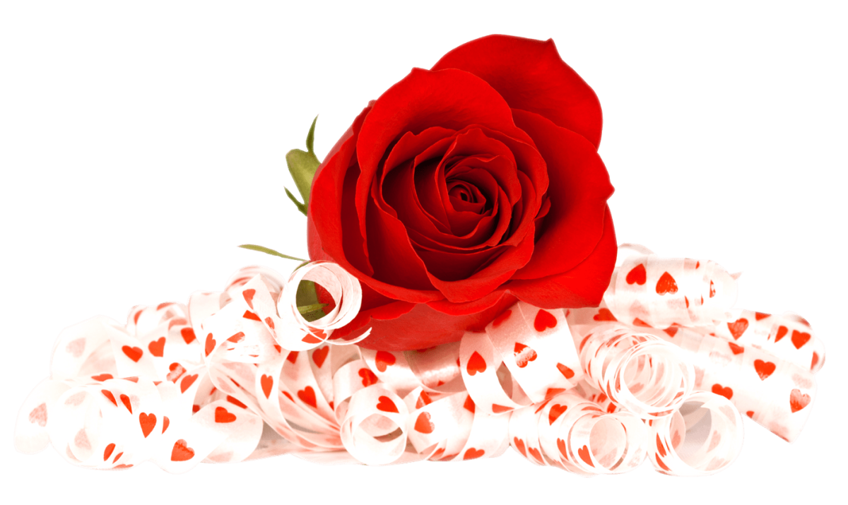 Красные розы на белом фоне