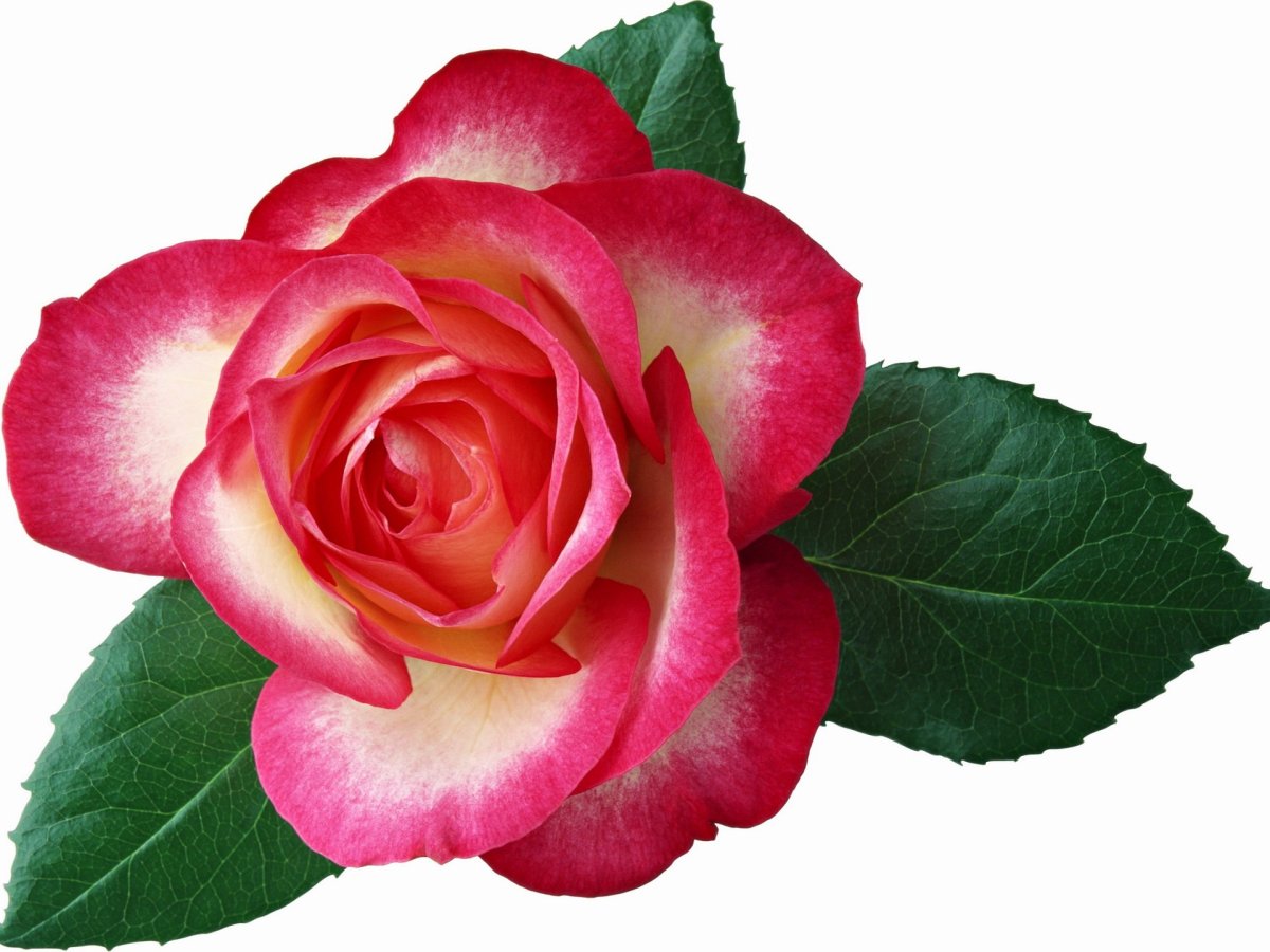 Цветы одиночные