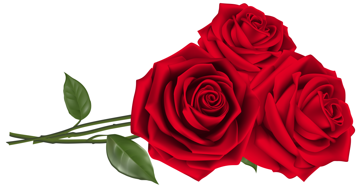 Клипарт розы на прозрачном фоне