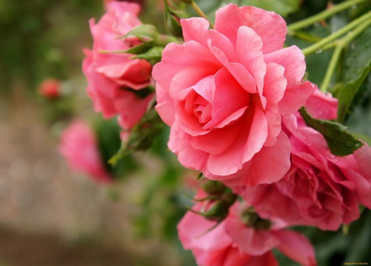 Открытка с днём рождения Минимализм