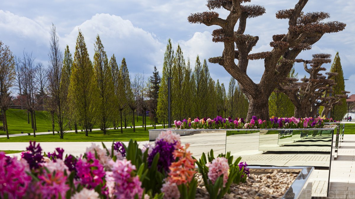 Слива Нигра парк Галицкого