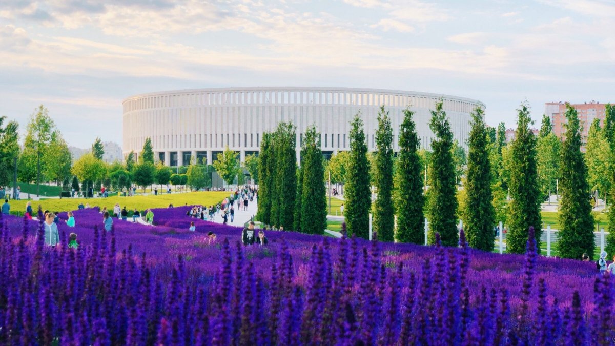 Парк Краснодар Галицкий араукария