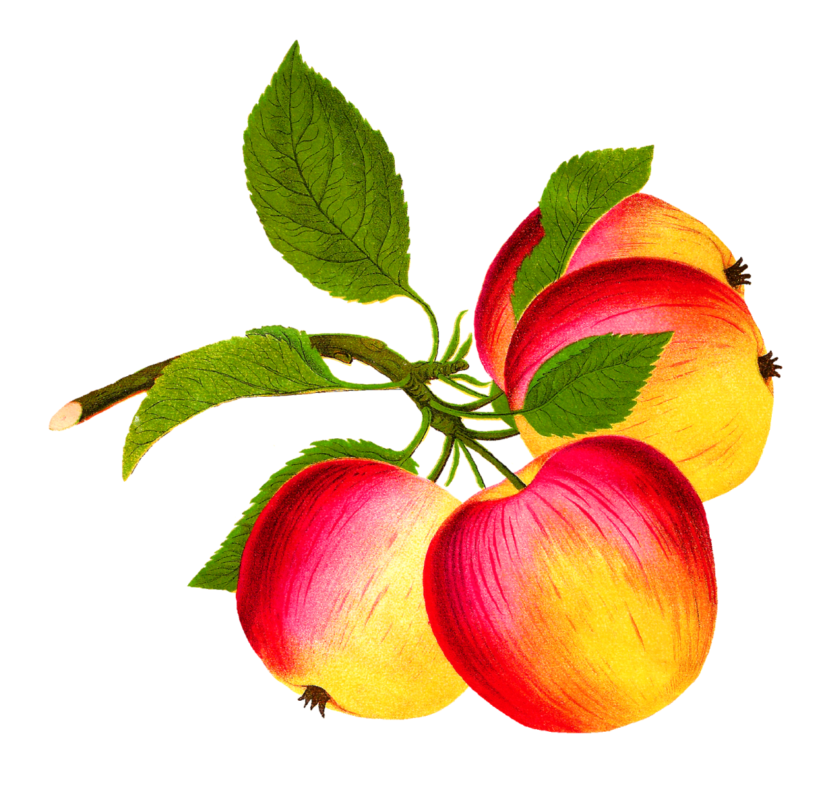 Яблоня с яблоками рисунок