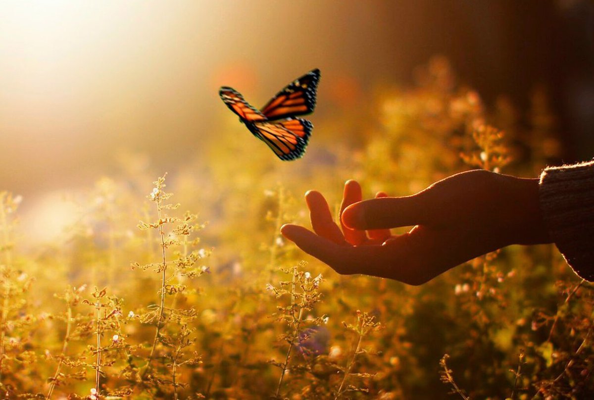 На руку бабочка