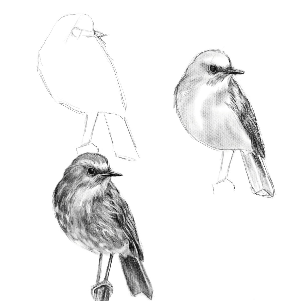 Зарисовки птиц