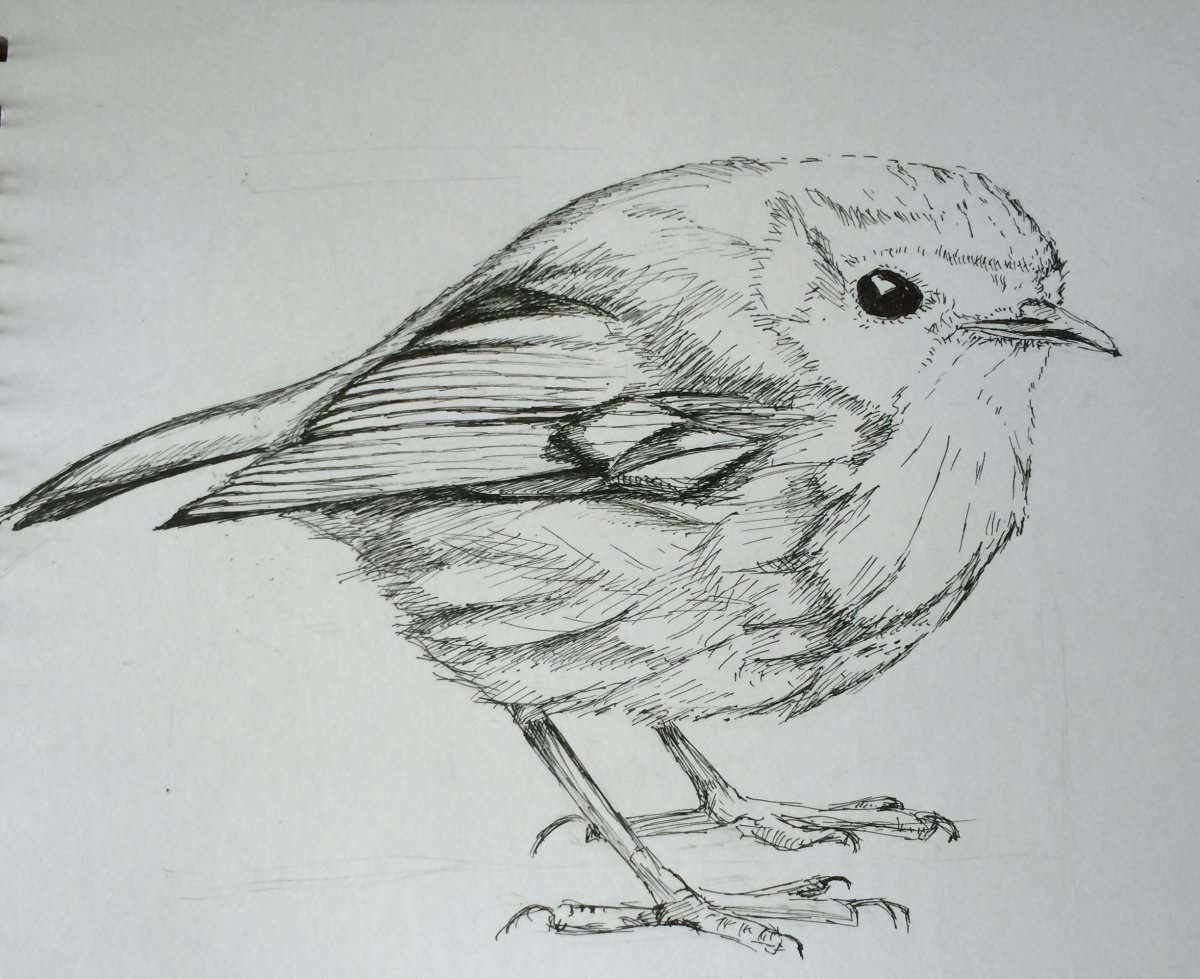 Колибри карандашом