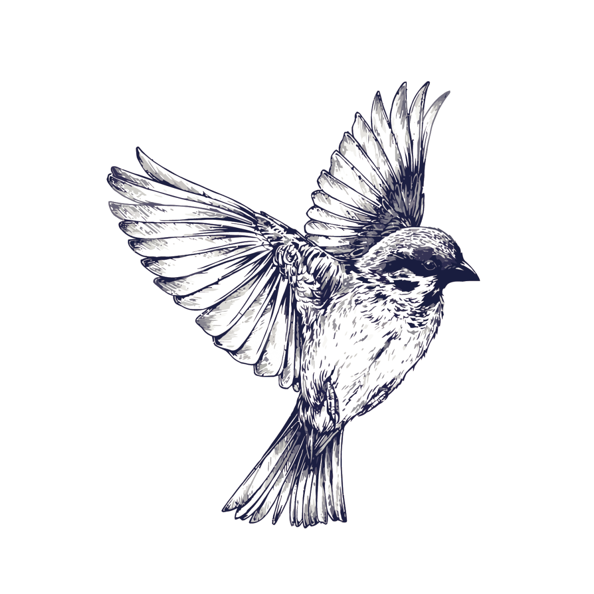 Птица контур