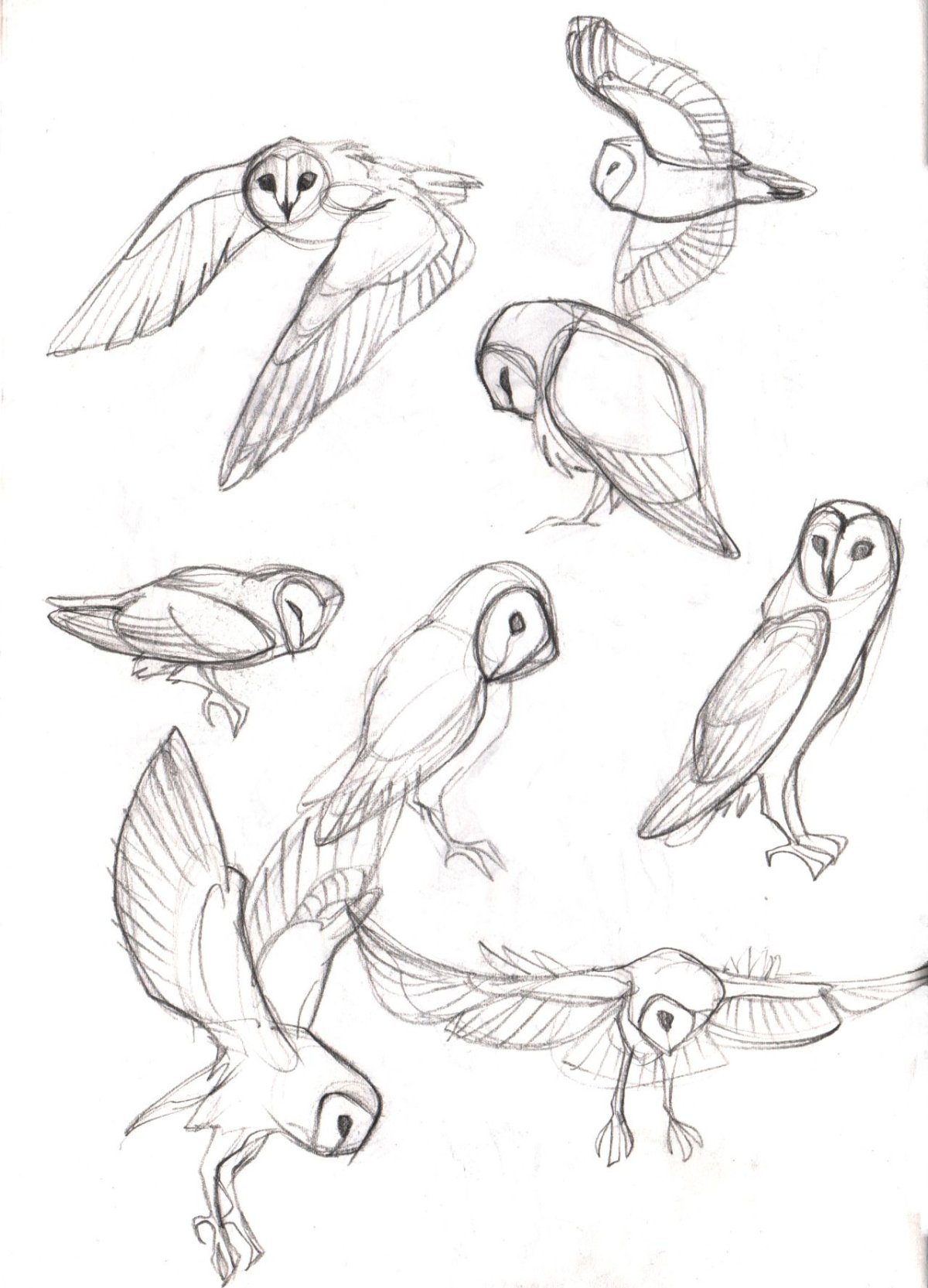 Птица рисунок