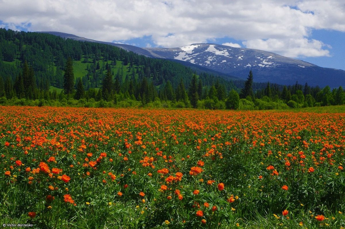 Тигирекский заповедник Алтайского края