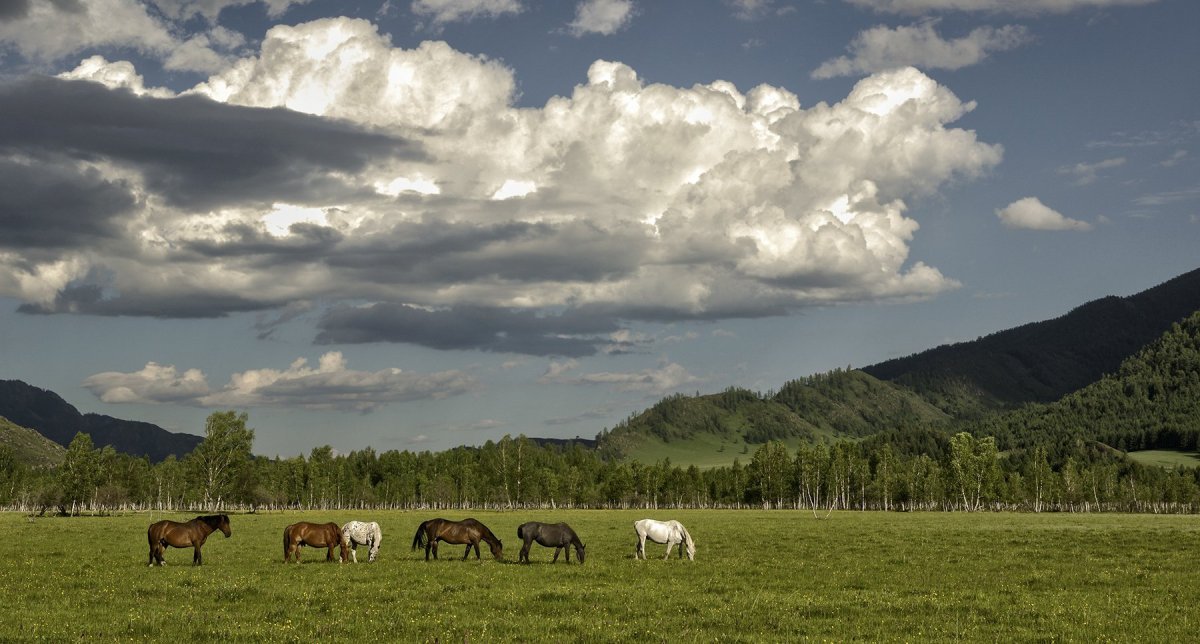 Горный Алтай Тайга Сибирь