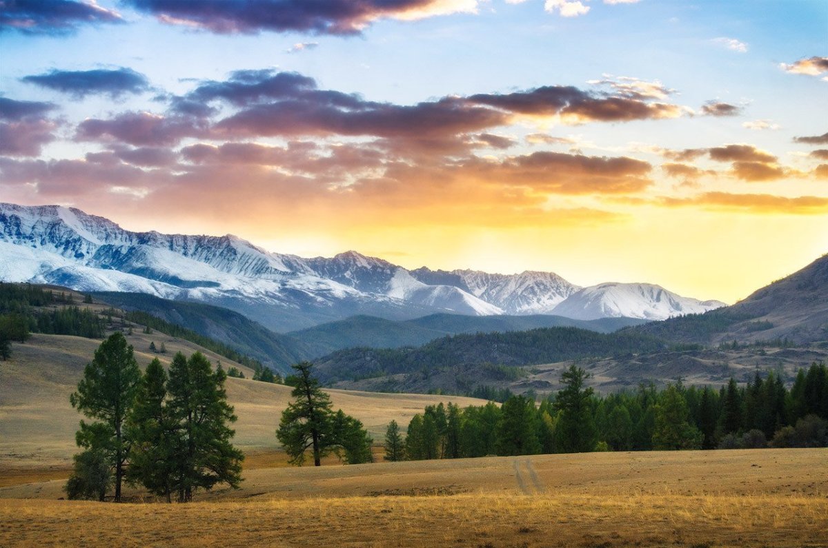 Альпийские Луга Алтая