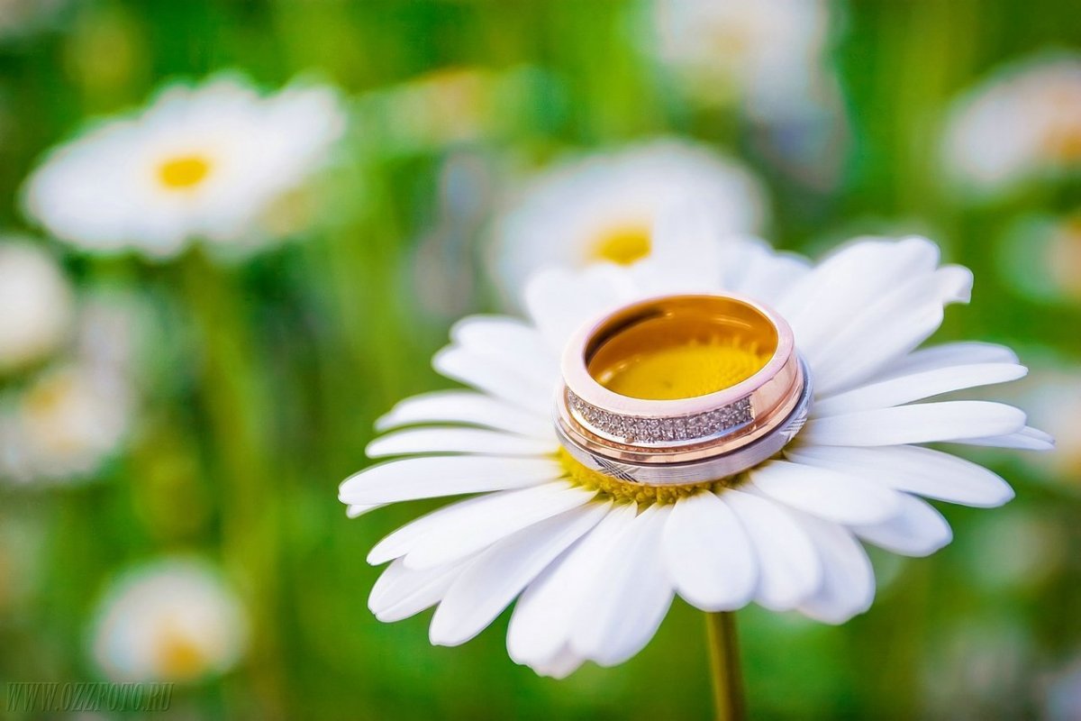 Ромашки и обручальные кольца