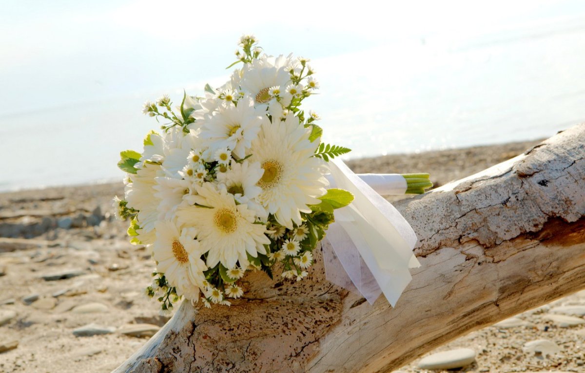 Ромашки и обручальные кольца