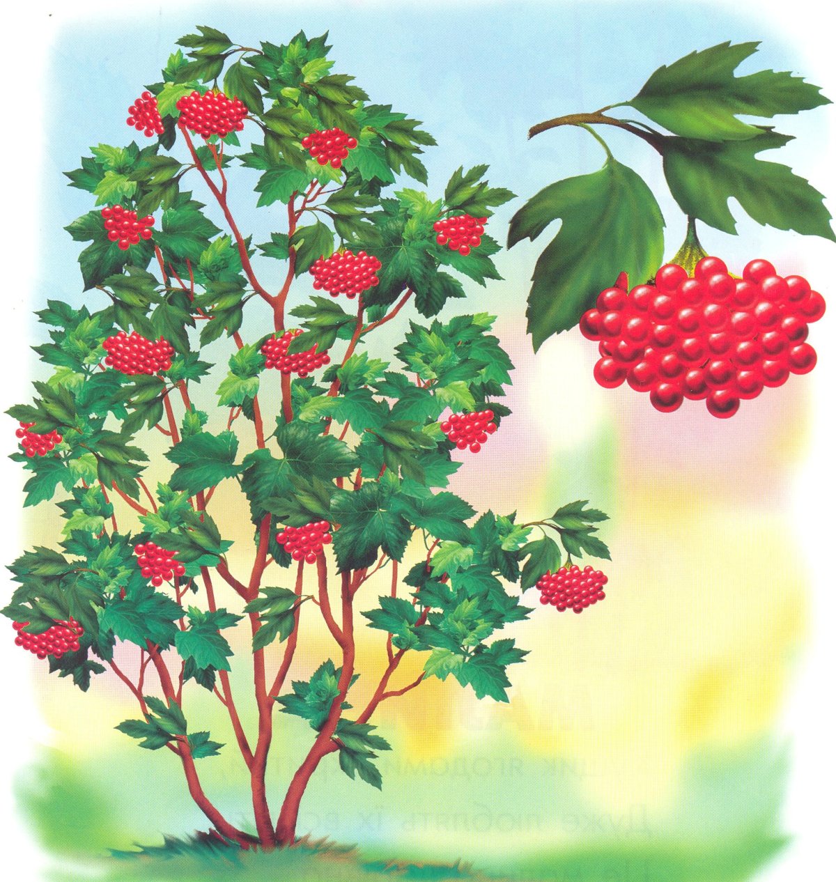 Боярышник Арнольда Crataegus arnoldiana