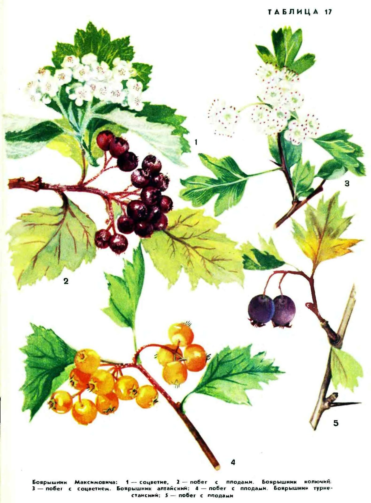 Боярышник Арнольда Crataegus arnoldiana