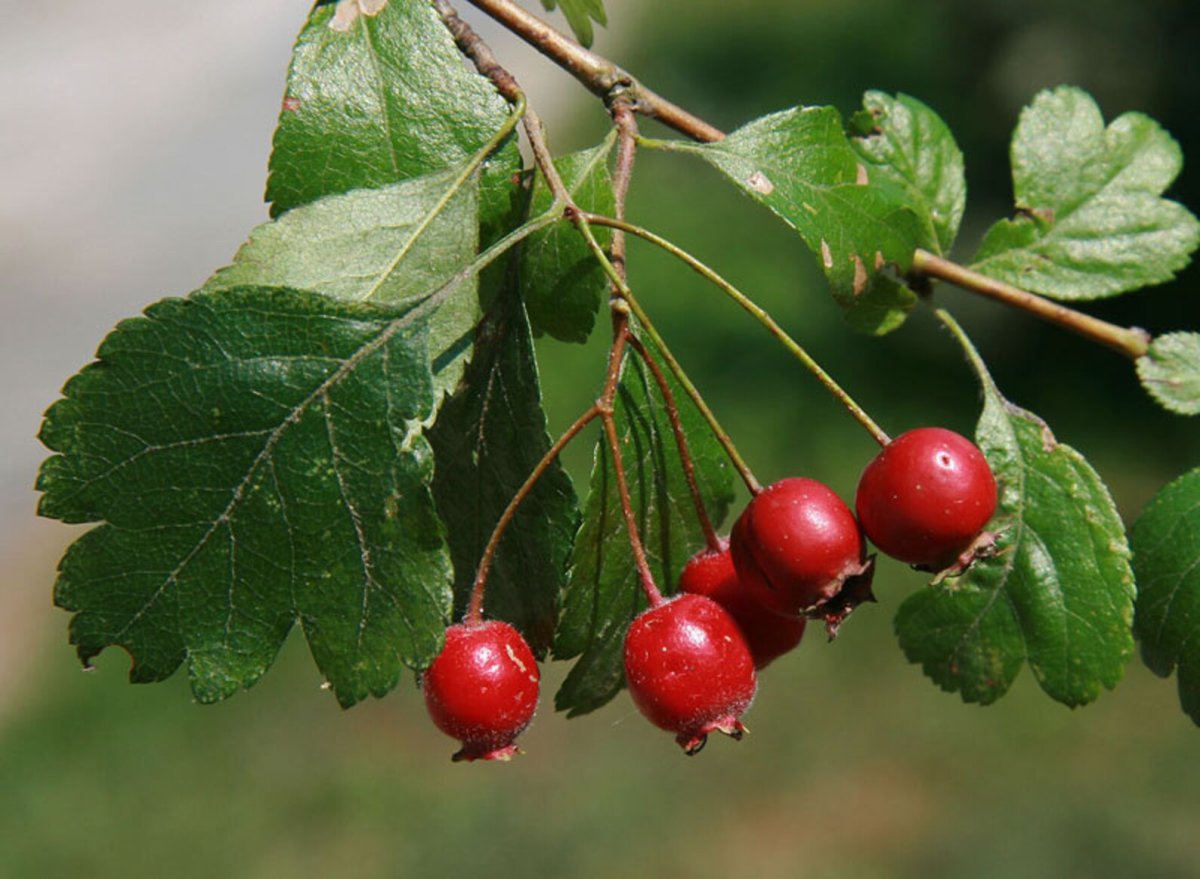 Боярышник полумягкий Crataegus submollis