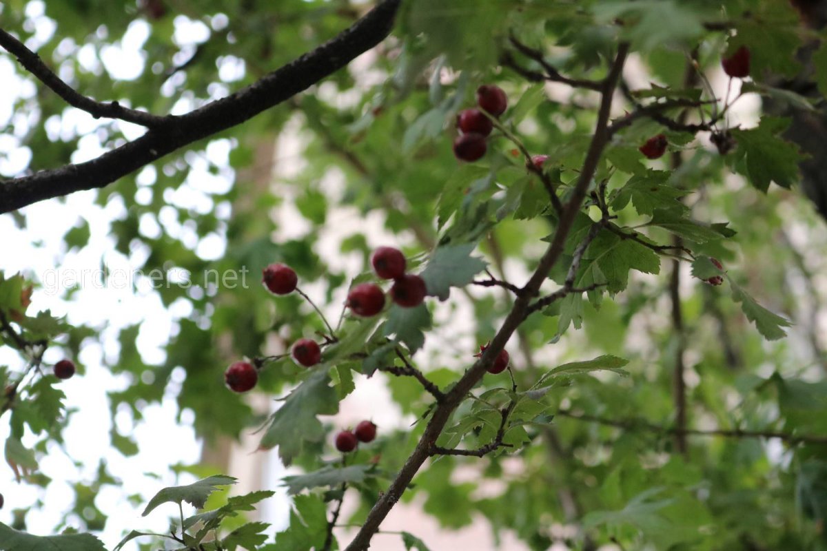 Боярышник мягковатый фото