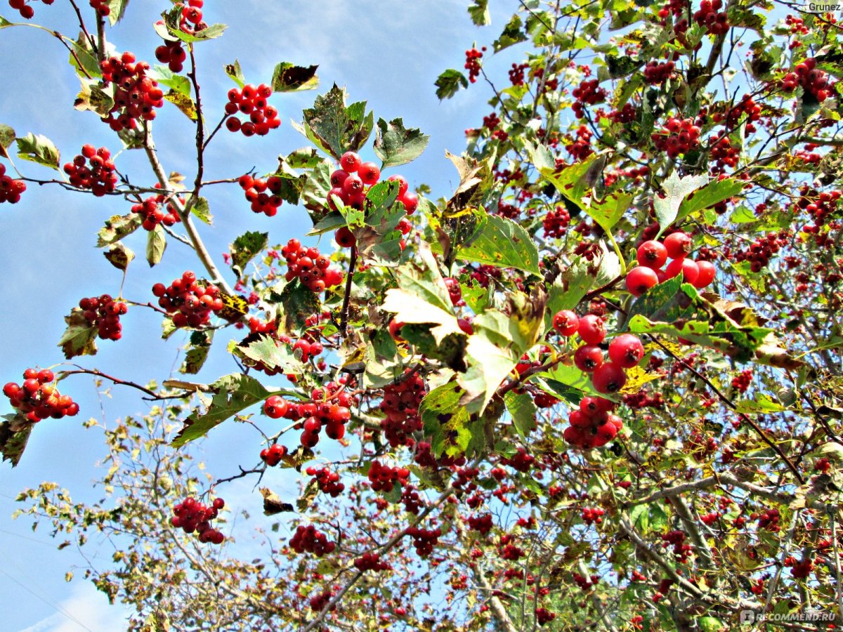 Боярышник Сибирский