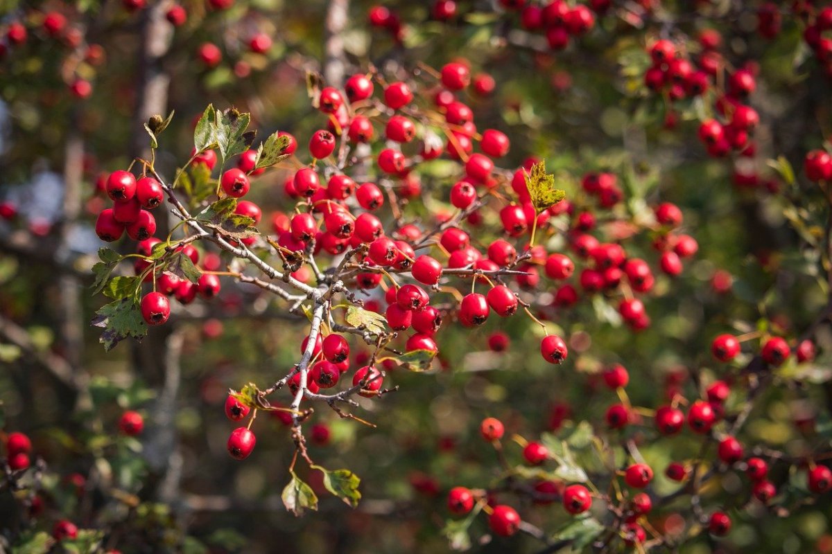 Лист боярышника рисунок