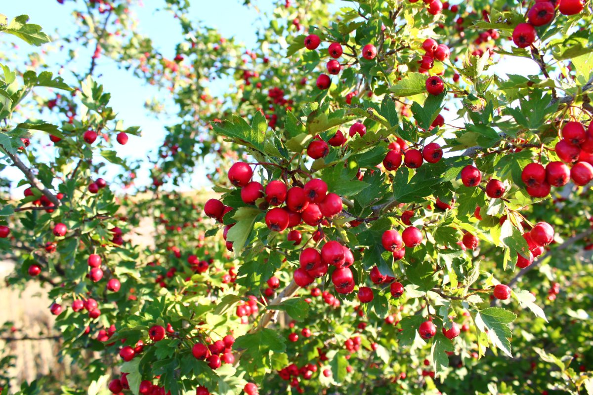 Боярышник оттавский