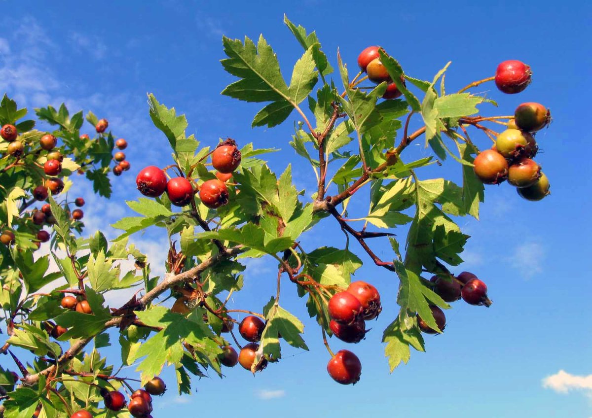 Боярышник Шовица