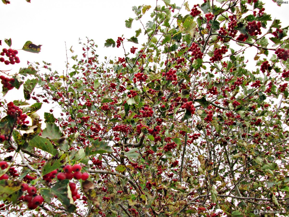 Боярышник мягковатый куст