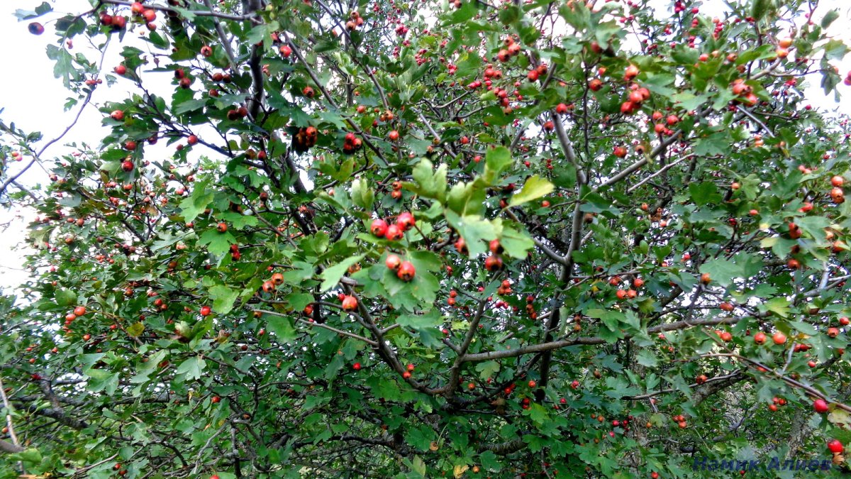 Боярышник Crataegus laevigata