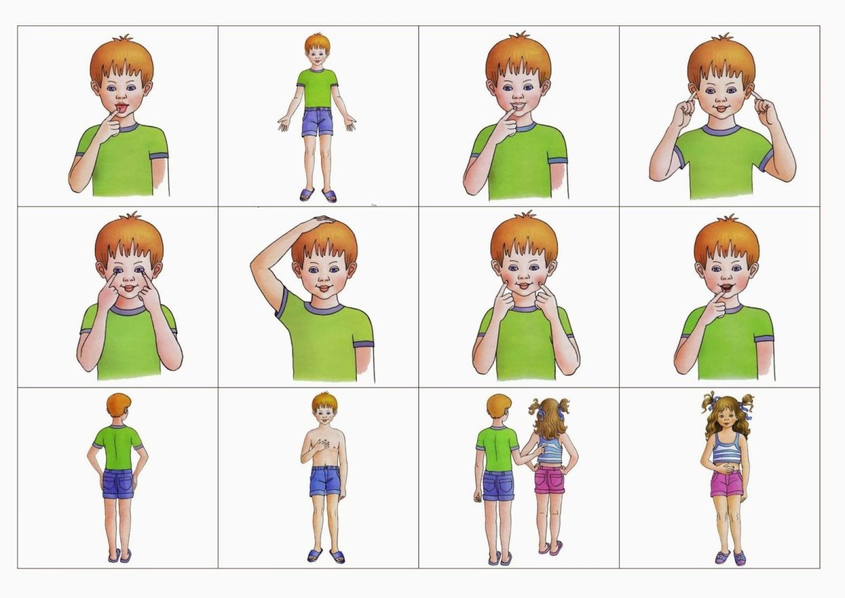 Карточки части тела человека для детей