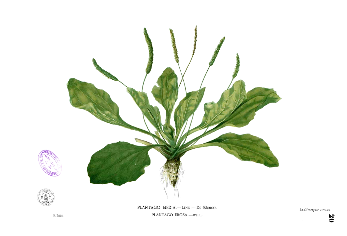 Подорожник средний подорожник ланцетный подорожник большой