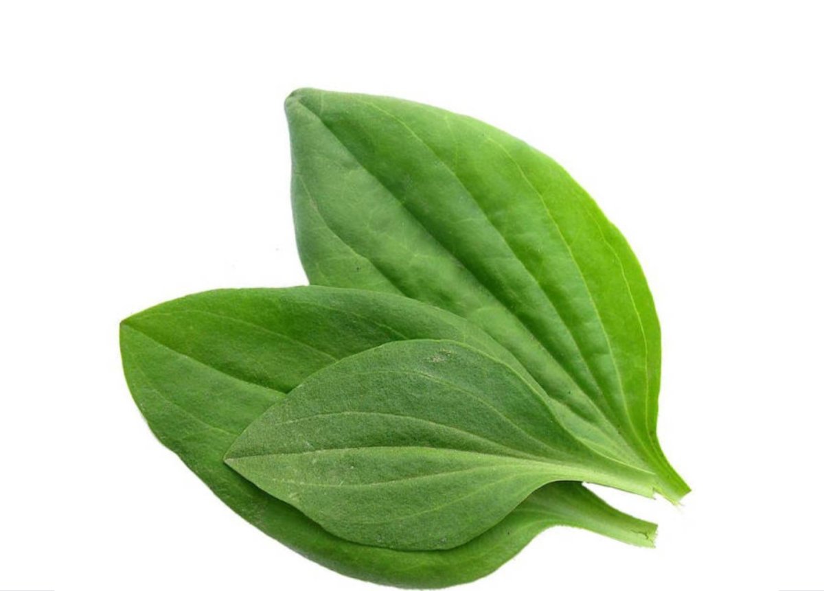 Подорожник большой