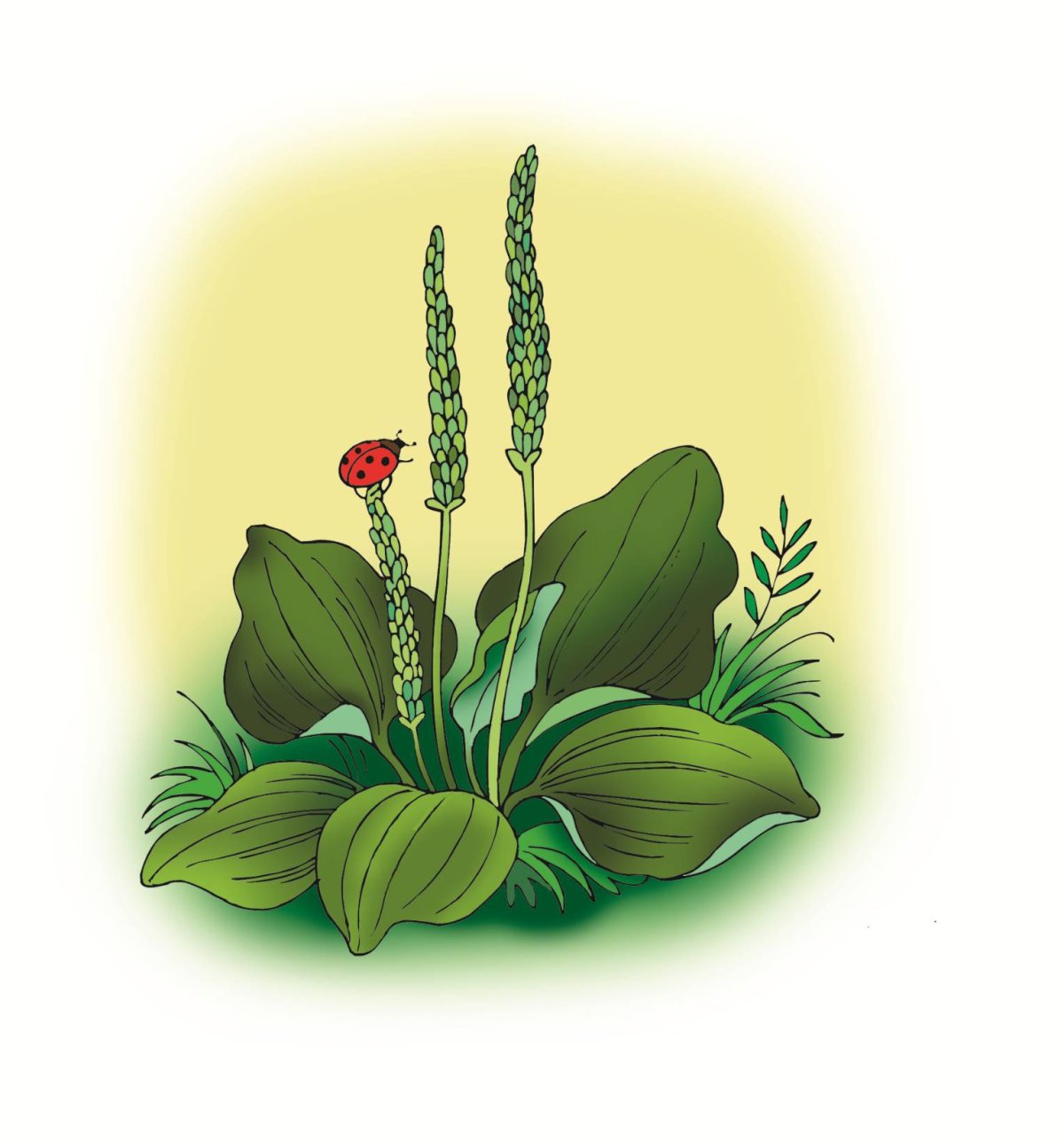 Подорожник детский рисунок