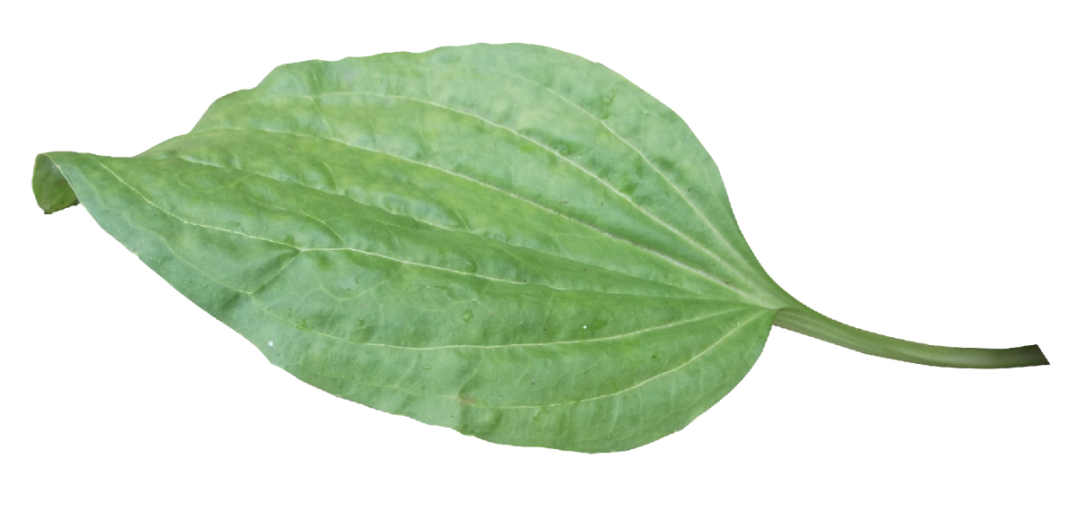 Подорожник листок