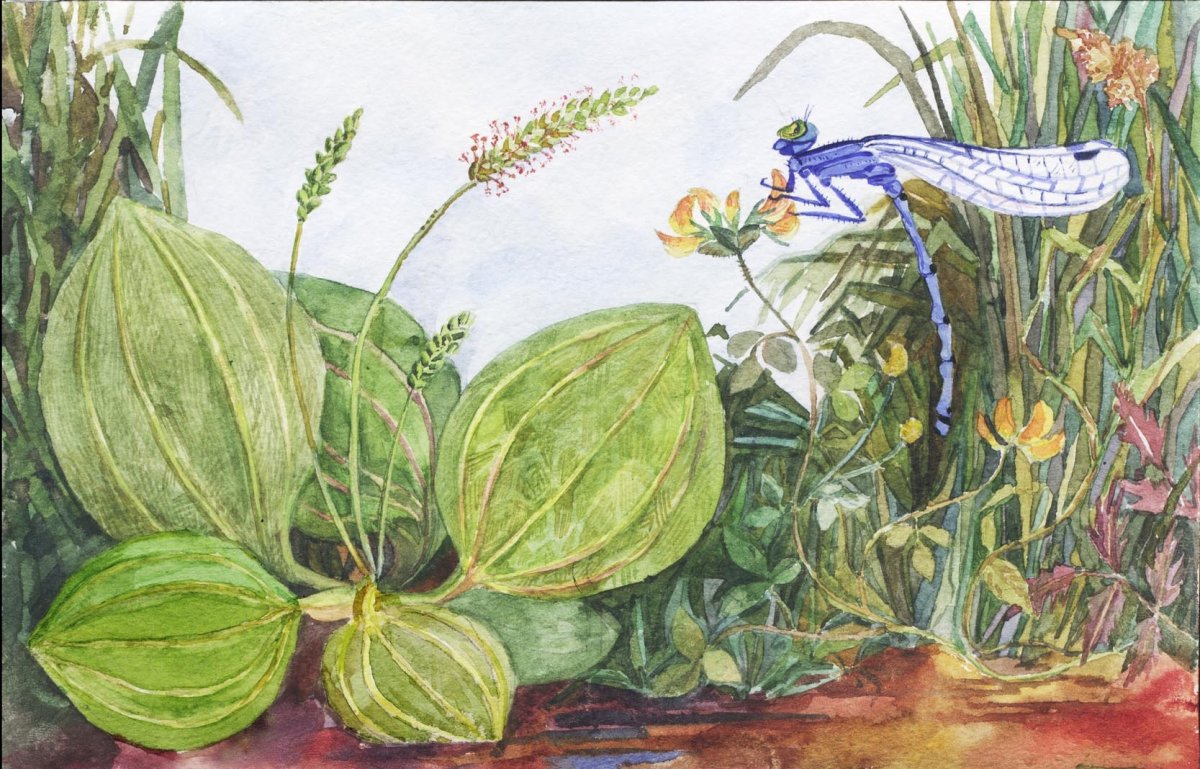 Подорожник рисунок