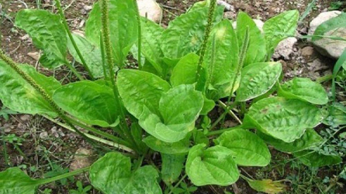 Подорожник контурный рисунок