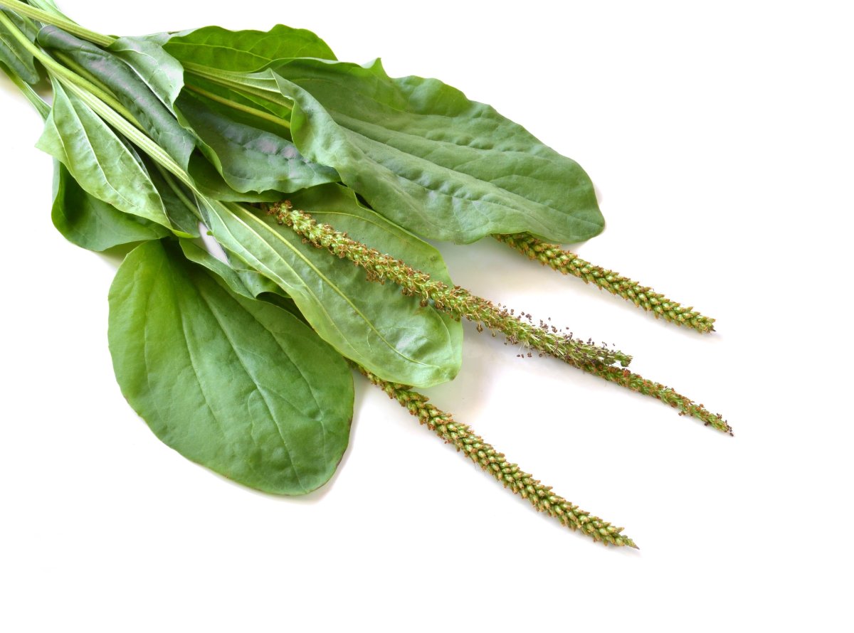 Подорожника большого сок