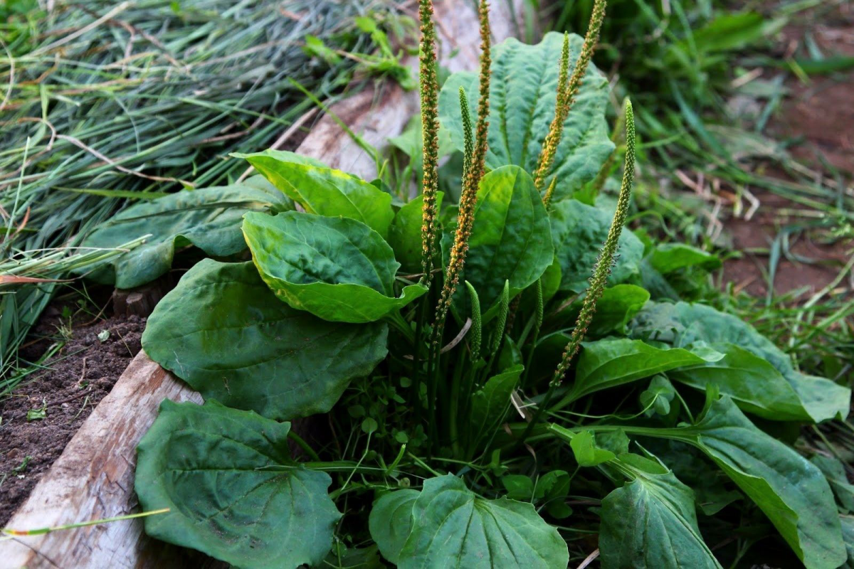 Подорожник растение