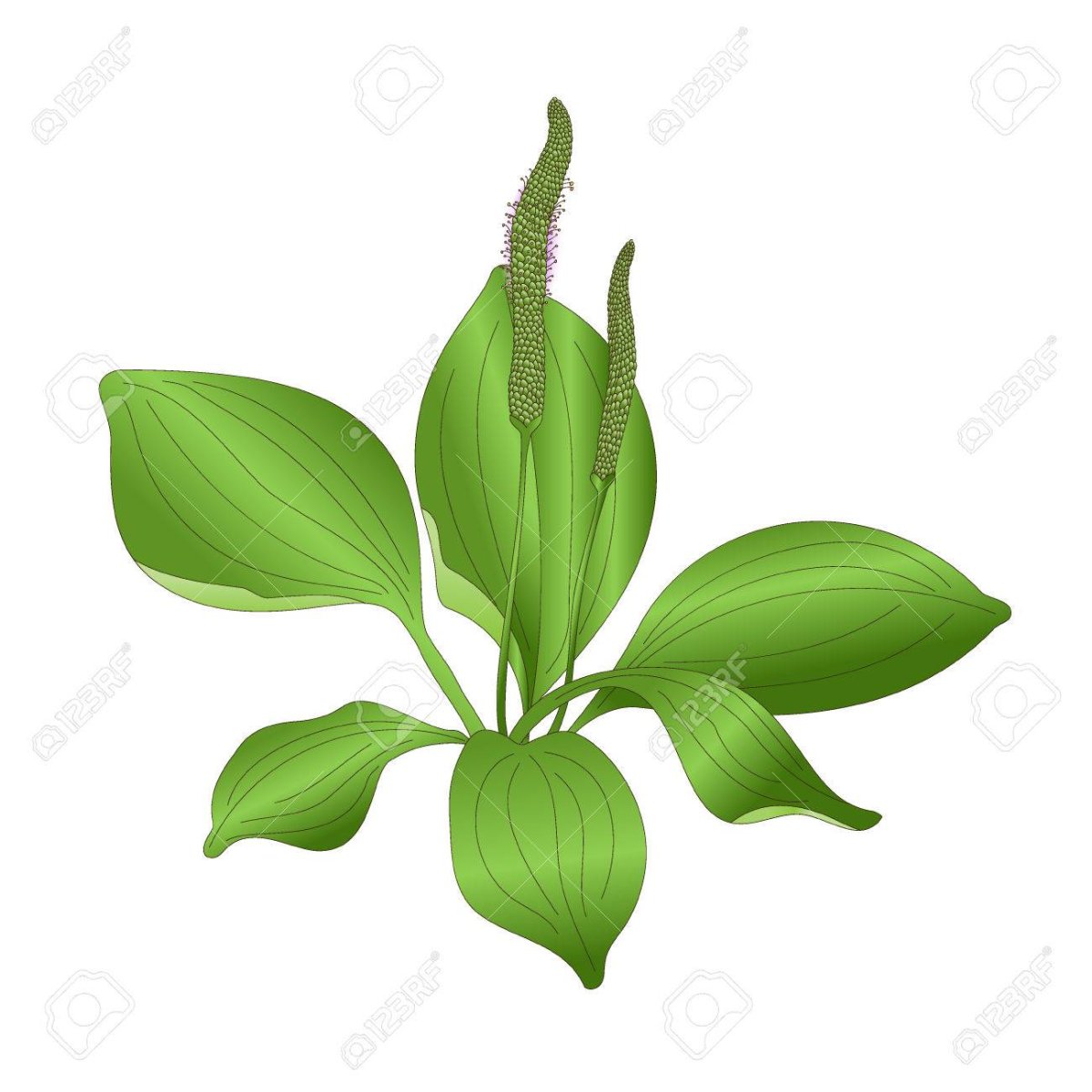 Хоста подорожниковая