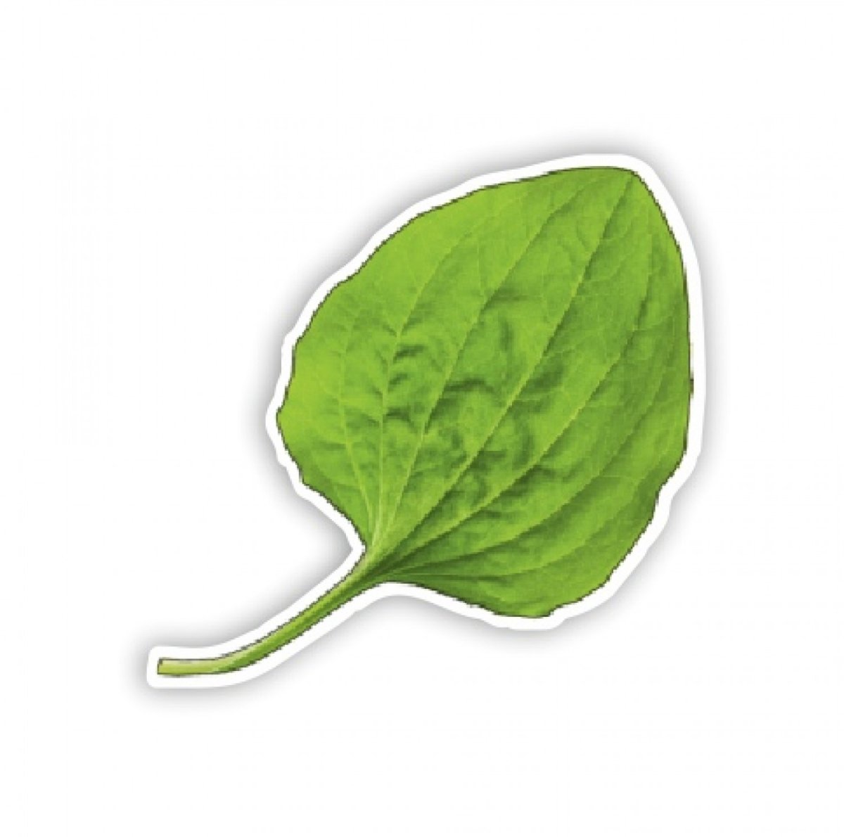 Подорожник вектор