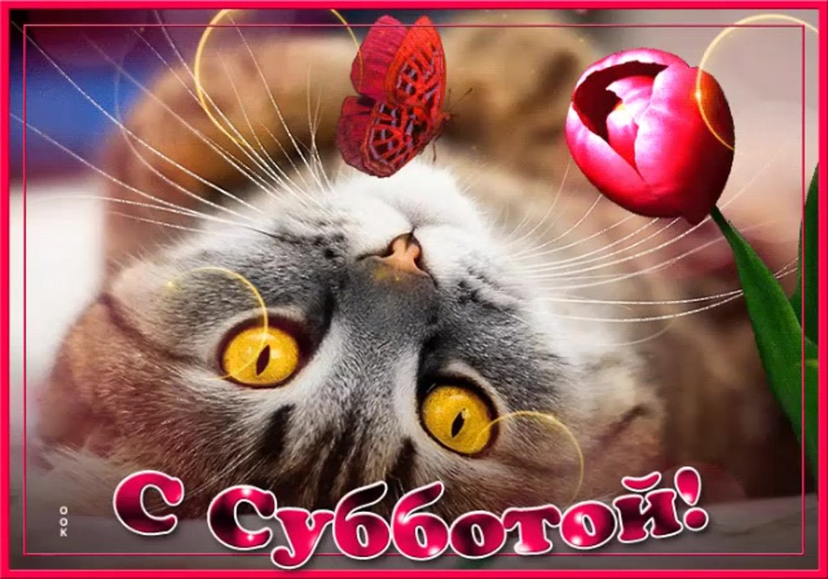 С добрым суббо ним утром кот